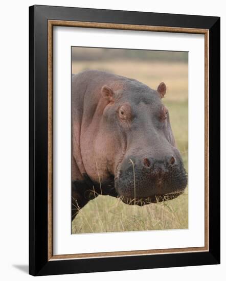 Head of a Hippo-Martin Fowkes-Framed Giclee Print