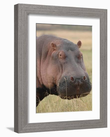 Head of a Hippo-Martin Fowkes-Framed Giclee Print