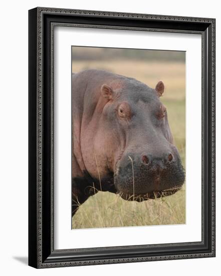 Head of a Hippo-Martin Fowkes-Framed Giclee Print