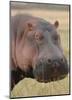 Head of a Hippo-Martin Fowkes-Mounted Giclee Print