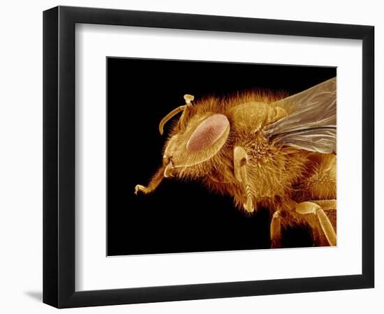 Head of a Honeybee-Micro Discovery-Framed Photographic Print