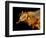 Head of a Honeybee-Micro Discovery-Framed Photographic Print