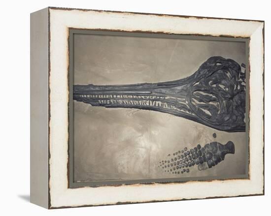 Head of a Jurassic Icthyosaur Fossil-Kevin Schafer-Framed Premier Image Canvas