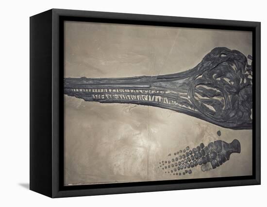 Head of a Jurassic Icthyosaur Fossil-Kevin Schafer-Framed Premier Image Canvas