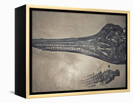 Head of a Jurassic Icthyosaur Fossil-Kevin Schafer-Framed Premier Image Canvas