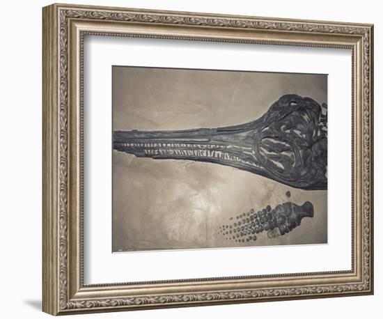 Head of a Jurassic Icthyosaur Fossil-Kevin Schafer-Framed Photographic Print