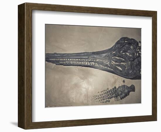 Head of a Jurassic Icthyosaur Fossil-Kevin Schafer-Framed Photographic Print