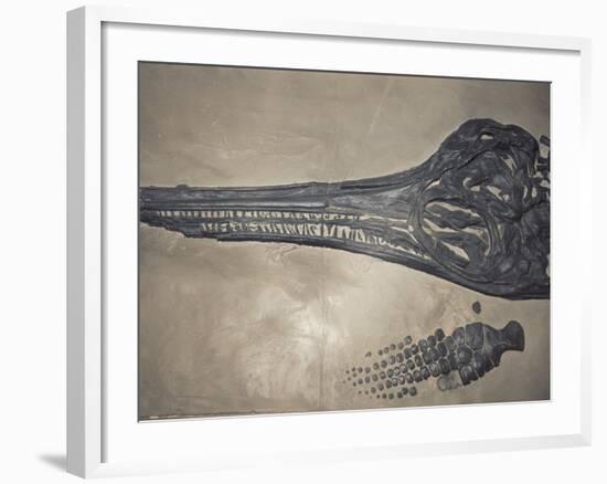 Head of a Jurassic Icthyosaur Fossil-Kevin Schafer-Framed Photographic Print