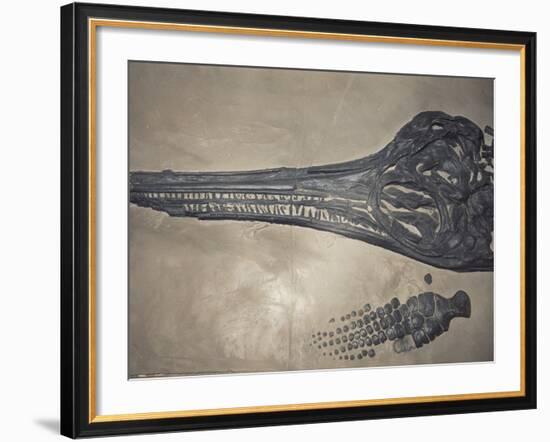 Head of a Jurassic Icthyosaur Fossil-Kevin Schafer-Framed Photographic Print