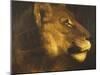 Head of a Lioness-Théodore Géricault-Mounted Giclee Print