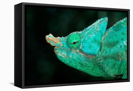 Head of a Parson's Chameleon-Gallo Images-Framed Premier Image Canvas