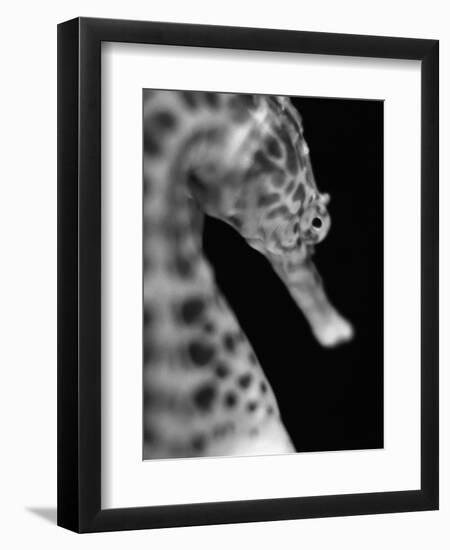 Head of a Seahorse-Henry Horenstein-Framed Photographic Print