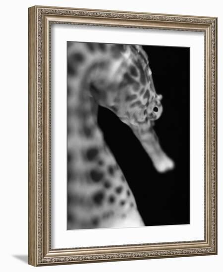 Head of a Seahorse-Henry Horenstein-Framed Photographic Print