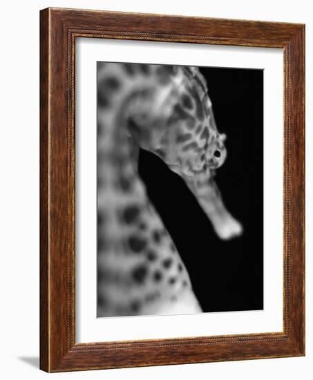 Head of a Seahorse-Henry Horenstein-Framed Photographic Print