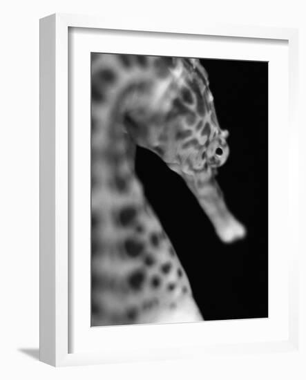 Head of a Seahorse-Henry Horenstein-Framed Photographic Print