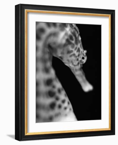 Head of a Seahorse-Henry Horenstein-Framed Photographic Print