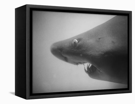 Head of a Shark-Henry Horenstein-Framed Premier Image Canvas