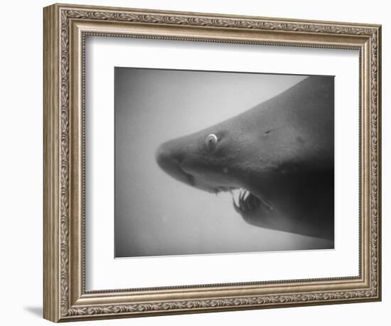 Head of a Shark-Henry Horenstein-Framed Photographic Print