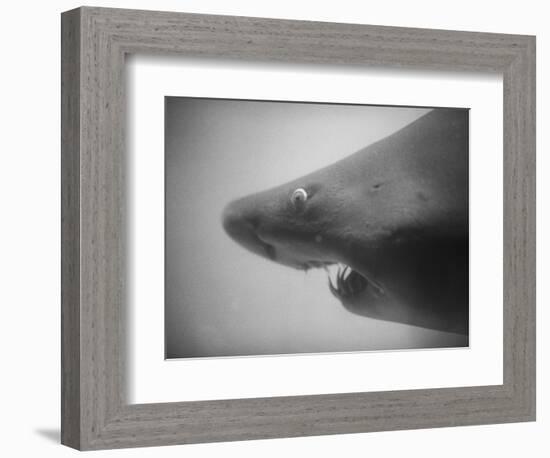 Head of a Shark-Henry Horenstein-Framed Photographic Print