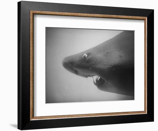 Head of a Shark-Henry Horenstein-Framed Photographic Print