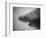 Head of a Shark-Henry Horenstein-Framed Photographic Print