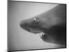 Head of a Shark-Henry Horenstein-Mounted Photographic Print