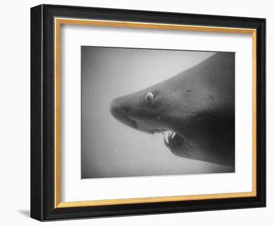 Head of a Shark-Henry Horenstein-Framed Photographic Print