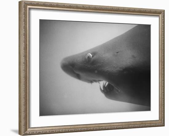 Head of a Shark-Henry Horenstein-Framed Photographic Print