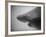 Head of a Shark-Henry Horenstein-Framed Photographic Print