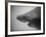 Head of a Shark-Henry Horenstein-Framed Photographic Print