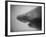 Head of a Shark-Henry Horenstein-Framed Photographic Print