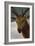 Head of a Stag, 1634, Spanish Baroque-Diego Velazquez-Framed Giclee Print