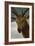 Head of a Stag, 1634, Spanish Baroque-Diego Velazquez-Framed Giclee Print