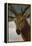 Head of a Stag, 1634, Spanish Baroque-Diego Velazquez-Framed Premier Image Canvas