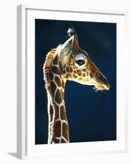 Head of a young giraffe-Herbert Kehrer-Framed Photographic Print