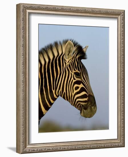 Head of a Zebra, South Africa, Africa-Steve & Ann Toon-Framed Photographic Print