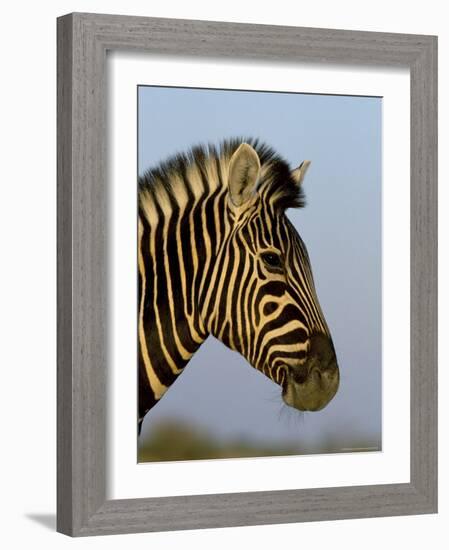 Head of a Zebra, South Africa, Africa-Steve & Ann Toon-Framed Photographic Print