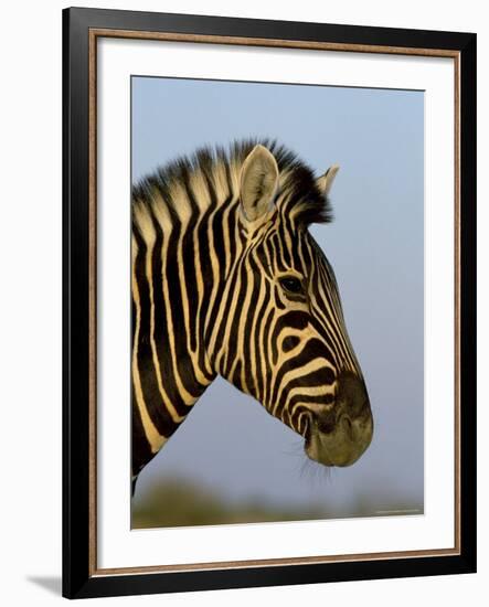 Head of a Zebra, South Africa, Africa-Steve & Ann Toon-Framed Photographic Print