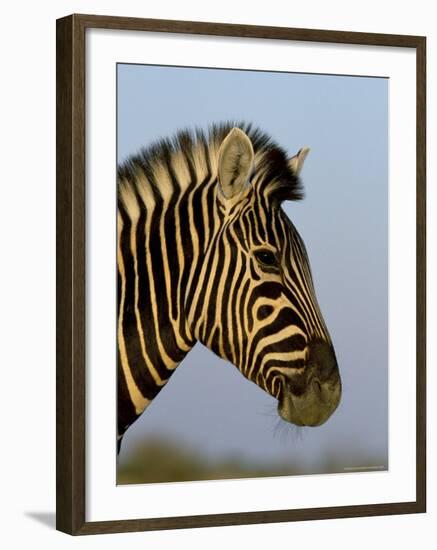Head of a Zebra, South Africa, Africa-Steve & Ann Toon-Framed Photographic Print