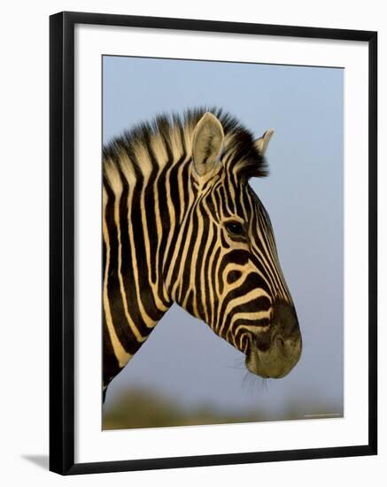 Head of a Zebra, South Africa, Africa-Steve & Ann Toon-Framed Photographic Print