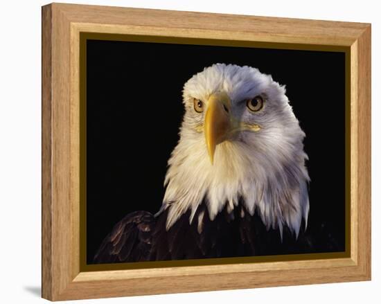 Head of Adult American Bald Eagle-W. Perry Conway-Framed Premier Image Canvas