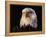 Head of Adult American Bald Eagle-W. Perry Conway-Framed Premier Image Canvas