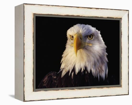 Head of Adult American Bald Eagle-W. Perry Conway-Framed Premier Image Canvas