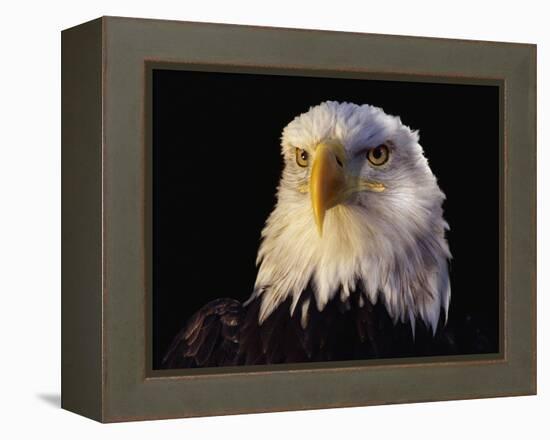 Head of Adult American Bald Eagle-W. Perry Conway-Framed Premier Image Canvas