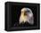 Head of Adult American Bald Eagle-W. Perry Conway-Framed Premier Image Canvas