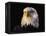 Head of Adult American Bald Eagle-W. Perry Conway-Framed Premier Image Canvas