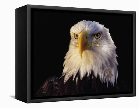 Head of Adult American Bald Eagle-W. Perry Conway-Framed Premier Image Canvas