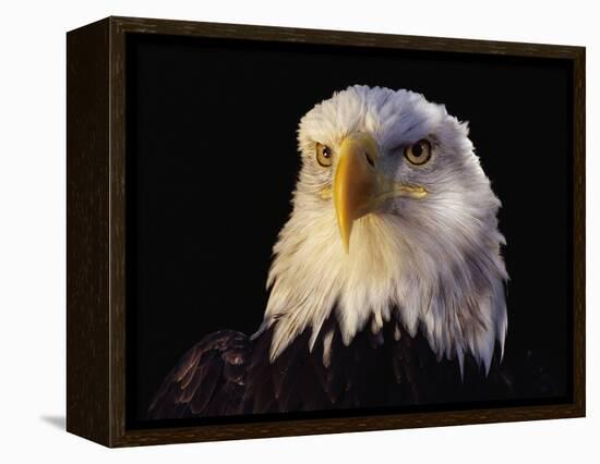 Head of Adult American Bald Eagle-W. Perry Conway-Framed Premier Image Canvas