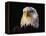 Head of Adult American Bald Eagle-W. Perry Conway-Framed Premier Image Canvas