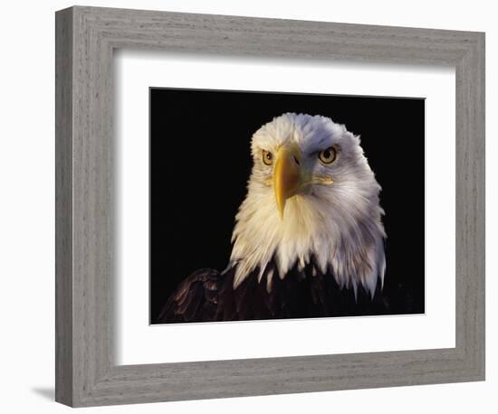 Head of Adult American Bald Eagle-W. Perry Conway-Framed Photographic Print